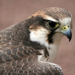 falco bird control